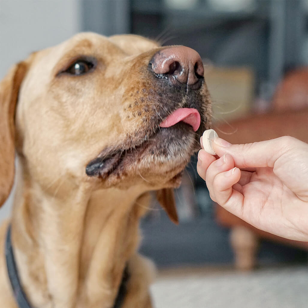 SuperDog Joints & Bones